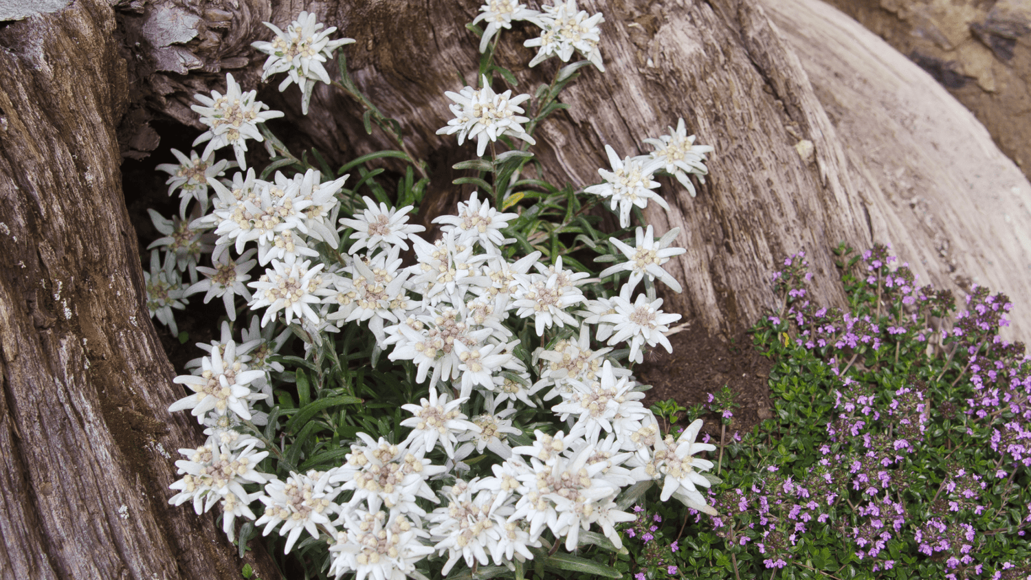 Week 4: Defy Aging, Embrace Vitality: Discover Edelweiss Extract’s Alpine Resilience for the Timelessly Youthful Skin You Long For - Simply Sues Naturally.com