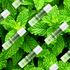 Peppermint Lip Balms crafted with Organic Shea Buter from Simply Sue&